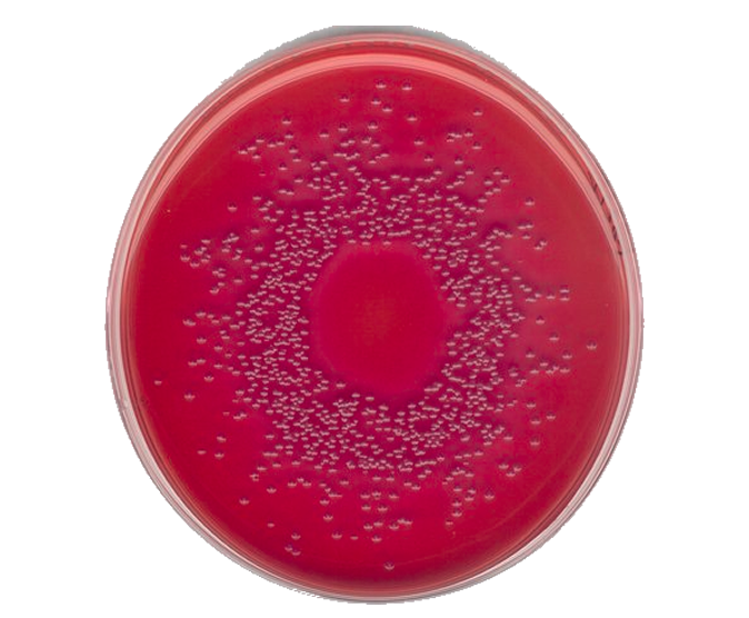 Agar MacConkey