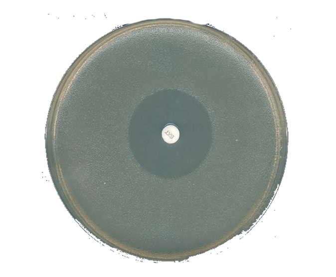 Agar Muller Hinton