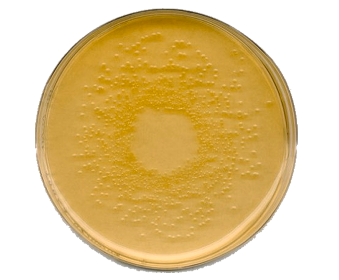 Agar Nutriente