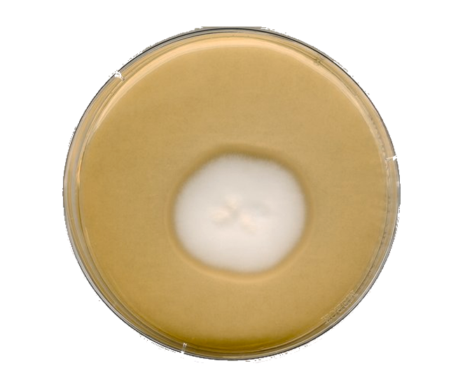 Agar Sabouraud